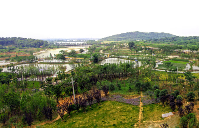 Filtering Rice Fields